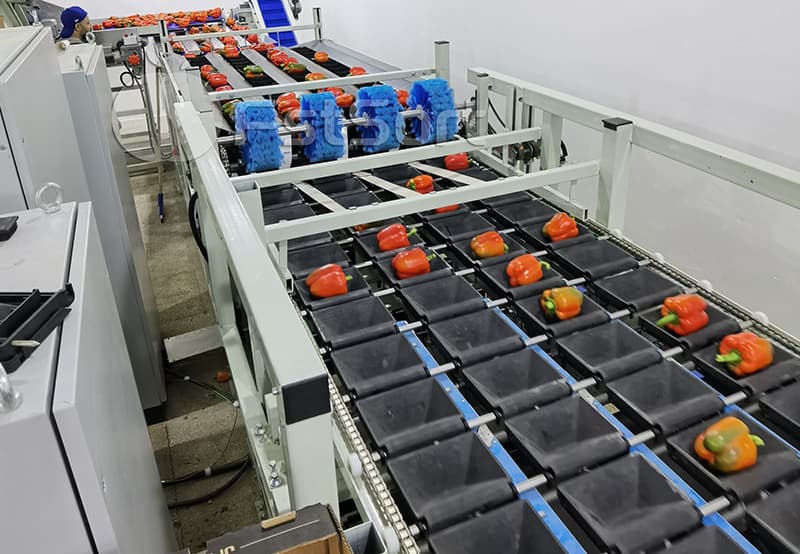 images/1702542018332bell pepper weight grading line.jpg